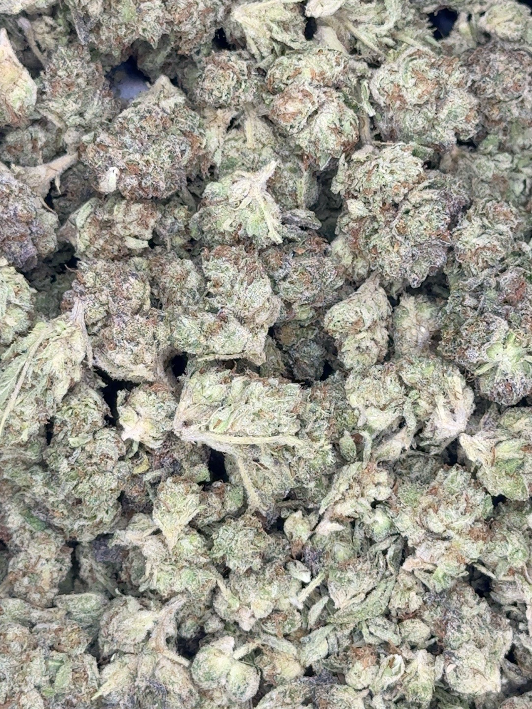 Blitz flower buds